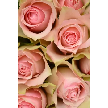 Natural Pink Rose 